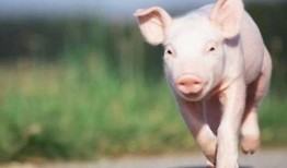 继续飞的猪爆料视频,揭秘继续飞猪的神奇飞行之旅