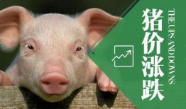 继续飞的猪爆料视频,揭秘继续飞猪的神奇飞行之旅