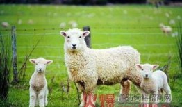 网红小羊吃瓜群微博是真的吗,事实真相大起底