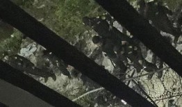 柬埔寨木牌最新爆料,揭秘神秘古文明背后的惊人真相