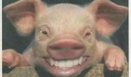 继续飞的猪爆料视频,揭秘继续飞猪的神奇飞行之旅