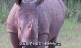 河马哥前妻爆料完整版视频,揭秘婚姻内幕与情感纠葛