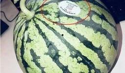 吃瓜网红叫什么,揭秘吃瓜网红的传奇人生
