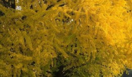 树叶最新爆料文案,揭秘娱乐圈不为人知的秘密